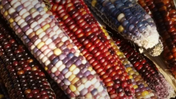 Indian Maize